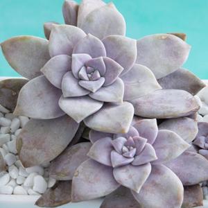 Succulents Cacti: Graptopetalum Superbum | Beautiful Graptopetalum