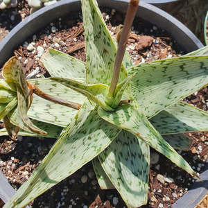 Succulents Cacti: Aloe Quicksilver