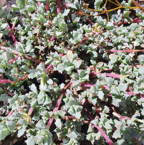 Lampranthus Blandus | Pink Vygie