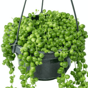 Succulents Cacti: Senecio Rowleyanus | String of Pearls
