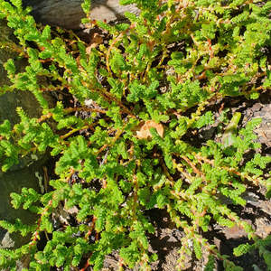 Succulents Cacti: Crassula Lycopodioides | Princess Pine