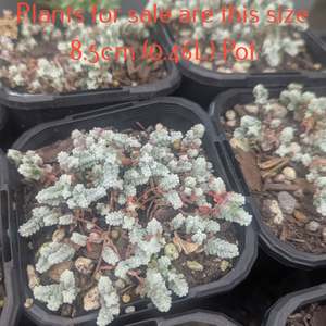 Succulents Cacti: Sedum Dasyphyllum Variety