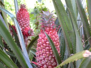 Red Pineapple (Large & With Fruit)