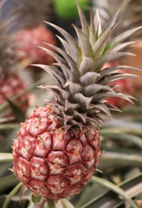 Red Pineapple Plant 3ltr