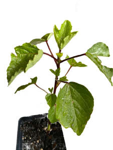 Roselle Hibiscus Seedling