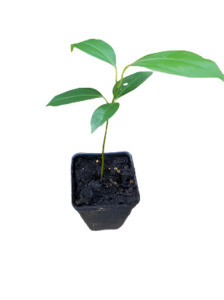 Other Edibles: Cinnamon Tree (Starter seedling)