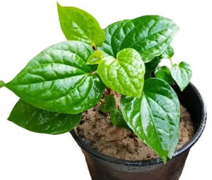 Wild Pepper Leaf, (Lá Lốt)