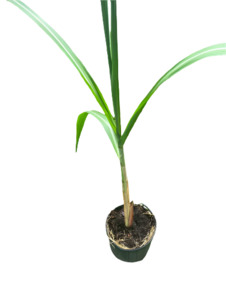 Other Edibles: Sugar Cane Plant | Saccharum officinarum