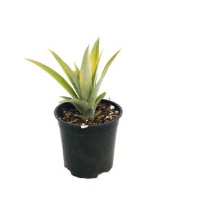 Queen Pineapple (Starter Plant)