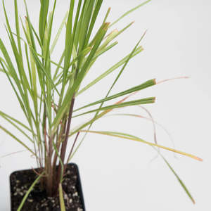 Lemongrass