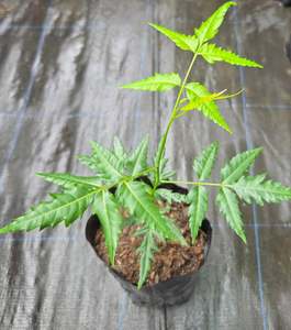 Other Outdoor Collectables: Neem Plant