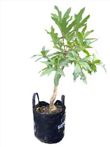Other Outdoor Collectables: African Cabbage Tree