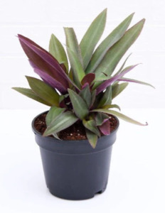 Rhoeo Discolour