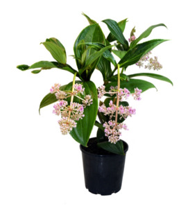 Other Outdoor Collectables: Malaysian Orchid | Rose Grape Flower