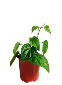 Other Outdoor Collectables: Betel Leaf, Paan (Small Leaf Form)