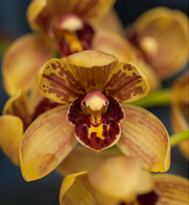 Cymbidiums: Grammatocymbidium Pakkret Carnival 'Apricot' (MC)