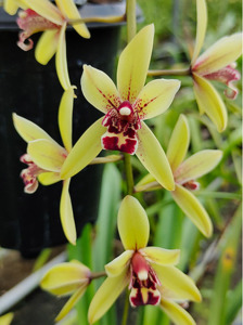 Cymbidium Srivijai 'Emerald' (MC)