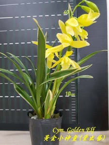 Cymbidium Golden Elf 'Variegata'