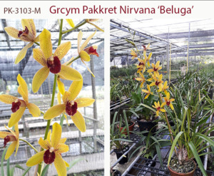 Grammatocymbidium Pakkret Nirvana 'Beluga' (compact)