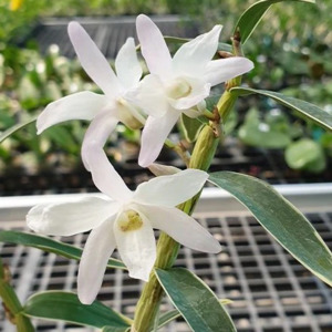 Dendrobium affin. moniliforme (variegated)