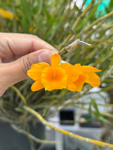 Dendrobiums: Dendrobium chryseum