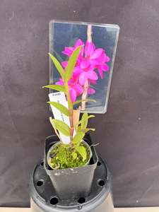 Dendrobium glomeratum