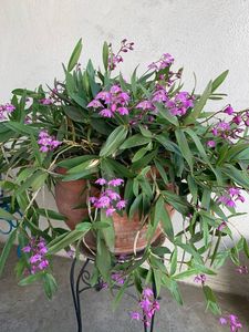 Dendrobiums: Dendrobium kingianum