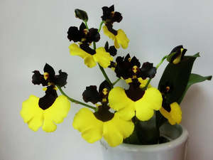 Oncidium Jiaho Queen 'Jiaho FCC/AOS, GM/JOGA, GM/TOGA