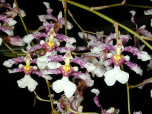 Oncidium incurvum