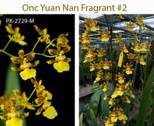 Oncidiums: Oncidium Yuan Nan Fragrant #2