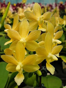 Phalaenopsis Stone Dance