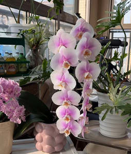 Phalaenopsis Taisuco Peace