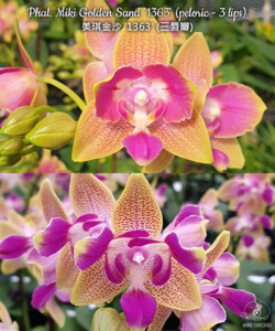 Phalaenopsis Miki Golden Sand '1363' (peloric - 3 lips)