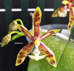 Phaelanopsis: Phalaenopsis mannii x sib