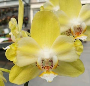 Phalaenopsis Younghome Green Dancer '519' (peloric)