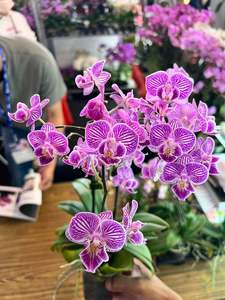Phaelanopsis: Phalaenopsis San-Ho 'Monkey King'