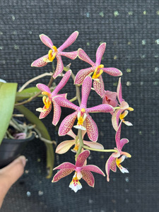 Phaelanopsis: Phalaenopsis Yaphon Pink Lady