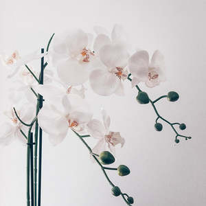 Phalaenopsis (mini) Orchid 9cm