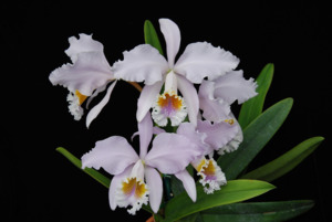 Cattleyas: Cattleya mossiae f. coerulea 'SOV' Superb