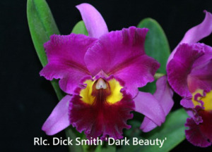 Cattleyas: Cattleya (Rlc.) Dick Smith 'Dark Beauty'