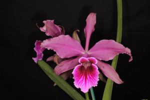 Cattleyas: Cattleya Pacavia
