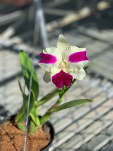 Cattleyas: Cattleya (Rlc.) Fong Yuan Beauty 'Da-Hsin #7'