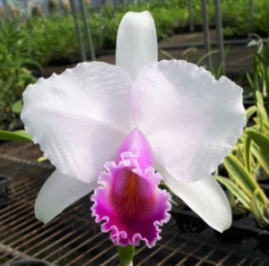 Cattleya quadricolor (chocoensis) semi-alba