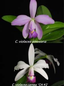 Cattleya violacea x sib (amesiana #2 x carnea '#2')