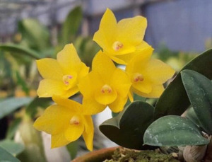 Cattleyas: Cattleya cernua 'Yellow' x Brassavola cordata
