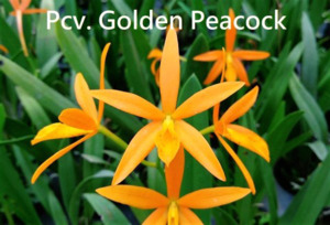Cattleyas: Cattleya (Pvc.) Golden Peacock