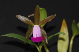 Cattleya dormaniana