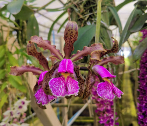 Cattleya schilleriana