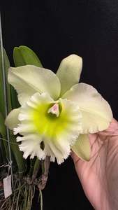 Rhyncholaeliocattleya Chunfong Apple 'Chief Jade' SM/TOGA
