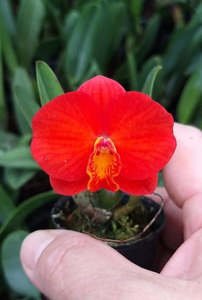 Cattleyas: Cattleya Chief Gem 'Red Jewel'